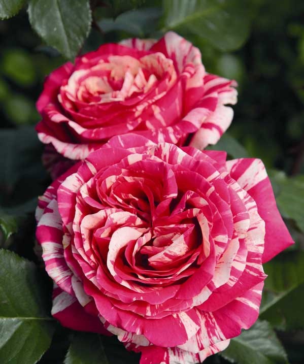 Hoa hồng đỏ có ý nghĩa trong Tình yêu nồng nàn và đam mê cháy bỏng.