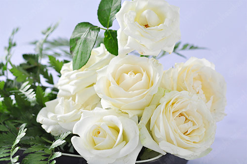 Tình yêu thuần khiết, trong sáng  ý nghĩa của hoa hồng song hỷ màu trắng
