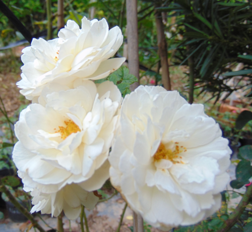 Hoa hồng trắng Bạch Vân