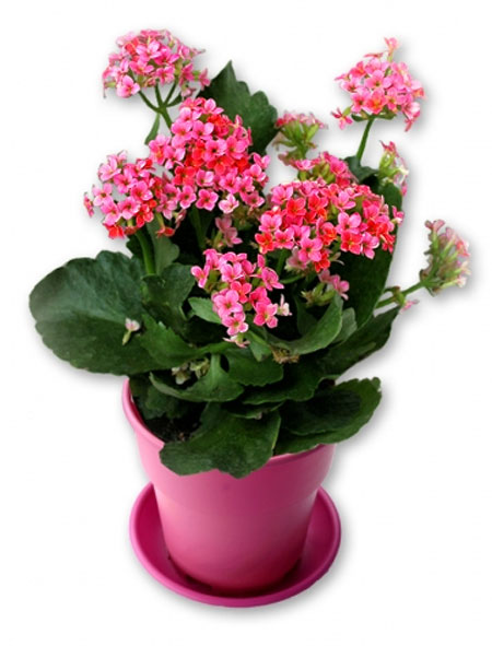 Các loài hoa nên tặng cho gia đình để gửi trọn yêu thương 