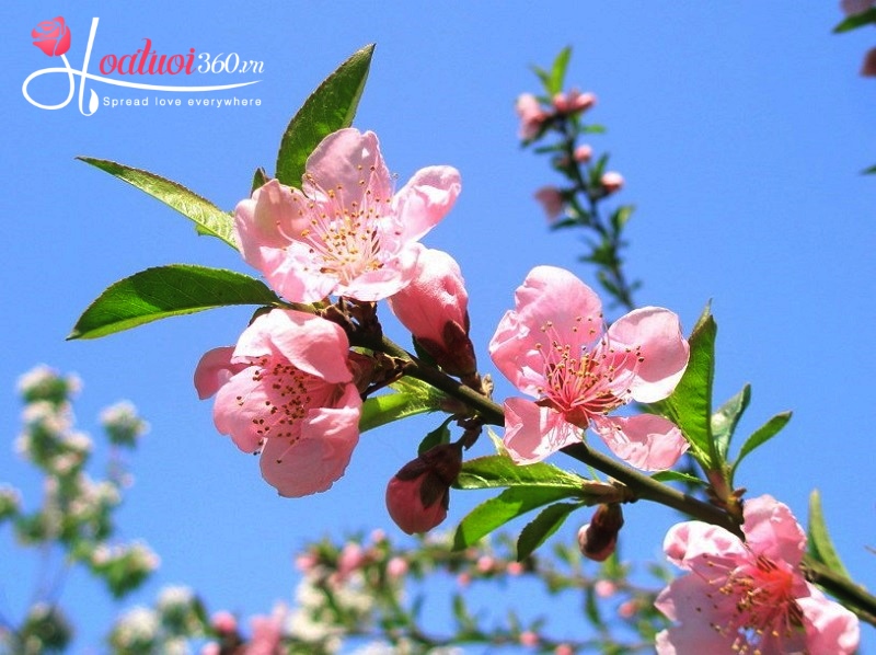 Đặc điểm nhận biết hoa đào