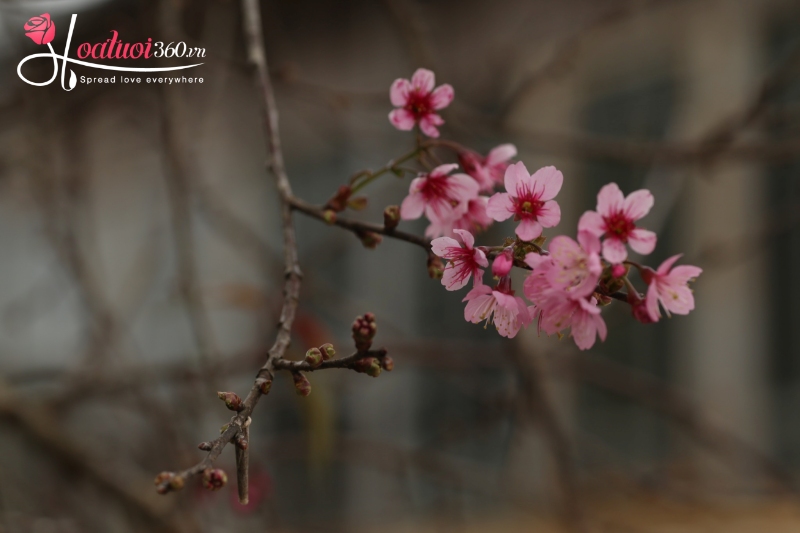 Hoa đào có nguồn gốc từ đâu