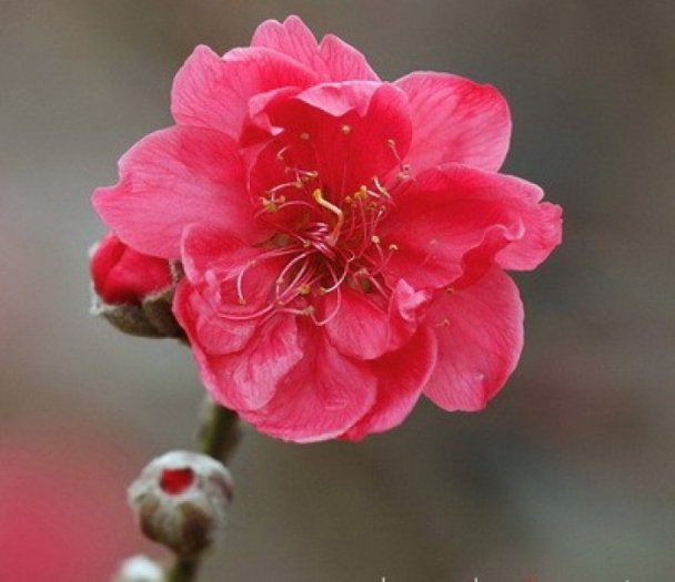Hoa đào bích đỏ ngày tết được nhiều người lựa chọn nhất