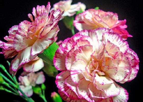 Hoa cẩm chướng biểu tượng tình yêu trong sáng thanh cao