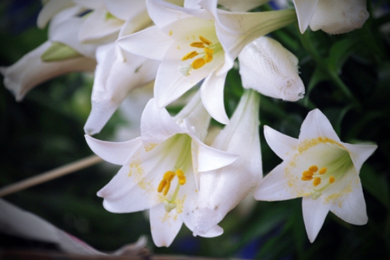 Hoa loa kèn biểu tượng trong trắng và uy nghiêm