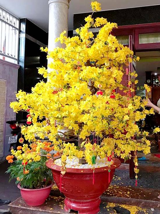Hoa mai vàng trang trí tết thêm rực rỡ tượng trưng cho sự may mắn