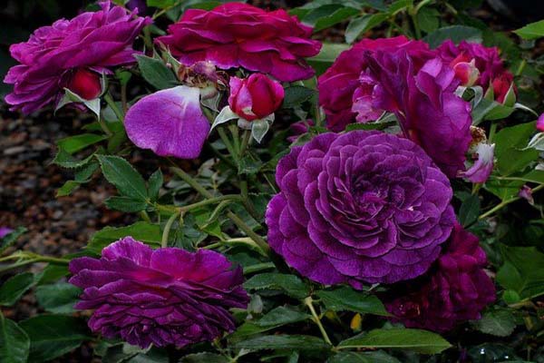 Bật mí những điều bí ẩn về hoa hồng tím mà bạn chưa biết-11
