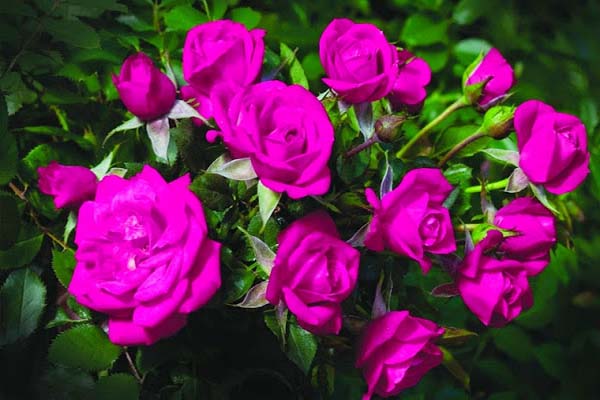 Bật mí những điều bí ẩn về hoa hồng tím mà bạn chưa biết-16