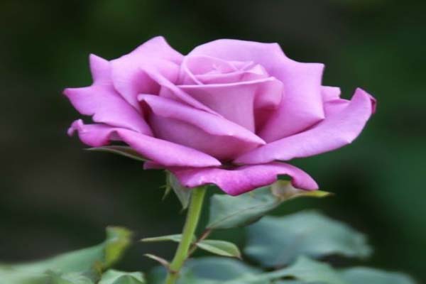 Bật mí những điều bí ẩn về hoa hồng tím mà bạn chưa biết-3
