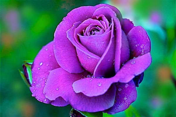 Bật mí những điều bí ẩn về hoa hồng tím mà bạn chưa biết-4