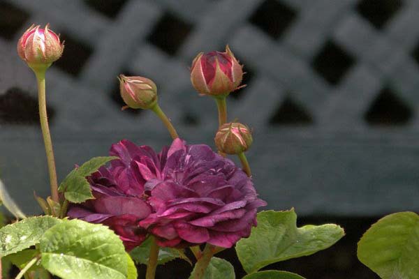 Bật mí những điều bí ẩn về hoa hồng tím mà bạn chưa biết-6