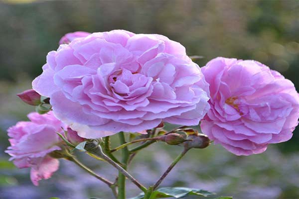 Bật mí những điều bí ẩn về hoa hồng tím mà bạn chưa biết-8