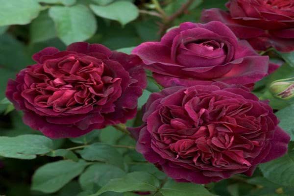 Bật mí những điều bí ẩn về hoa hồng tím mà bạn chưa biết-7