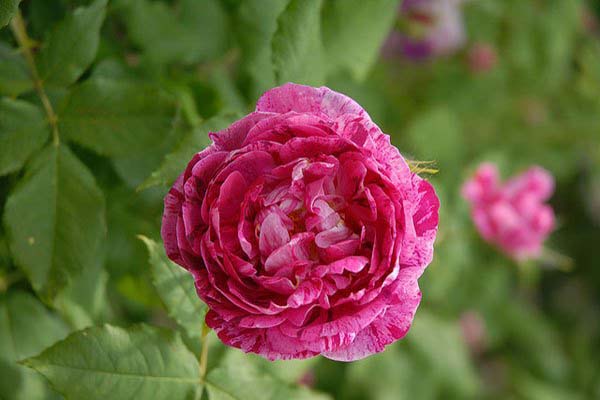 Bật mí những điều bí ẩn về hoa hồng tím mà bạn chưa biết-10