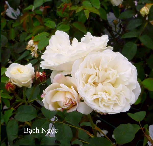 Bst hoa hồng trắng