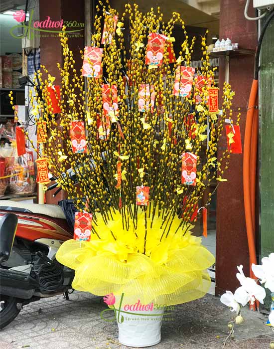 Hoa nụ tầm xuân vàng mang đến tài lộc và may mắn cho gia chủ ngày Tết