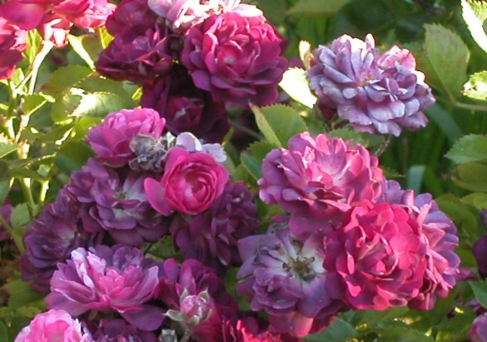 hoa hồng tím bleu mangenta rose