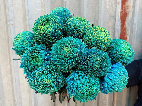 Hoa cúc mẫu đơn xanh