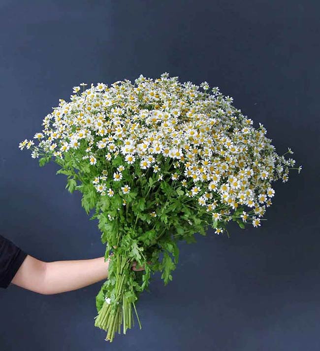Bó hoa Cúc Tana Hà Lan 