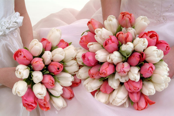 Hoa tulip hồng trắng hồng xen kẽ nhau vô cùng tươi sáng nổi bật cho cô dâu