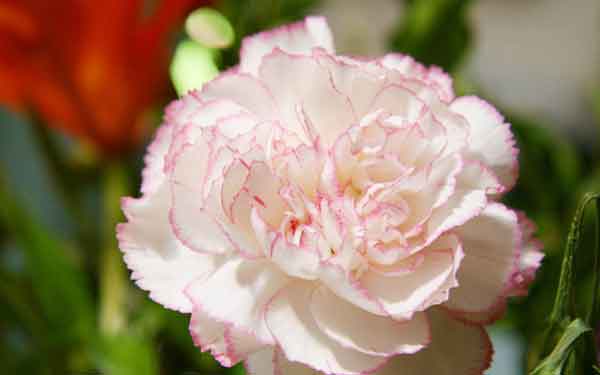 Cách trồng hoa cẩm chướng tô sắc cho khu vườn