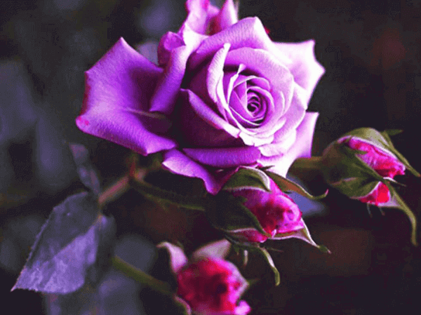 hoa hồng màu tím khói