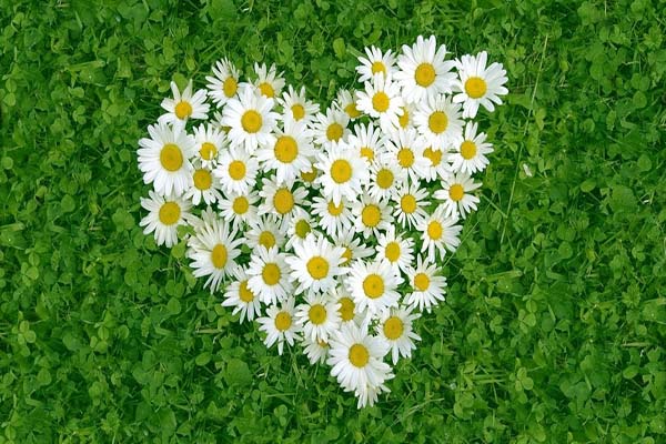 Top 100+ Hình nền hoa cúc trắng, họa mi, vàng, trắng nền đen đẹp nhất, độc  nhất, chất nhất hiện nay 2… | Nature photography, Amazing flowers, Flower  phone wallpaper