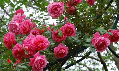 Điểm danh những loại hoa hồng đẹp nhất Việt Nam