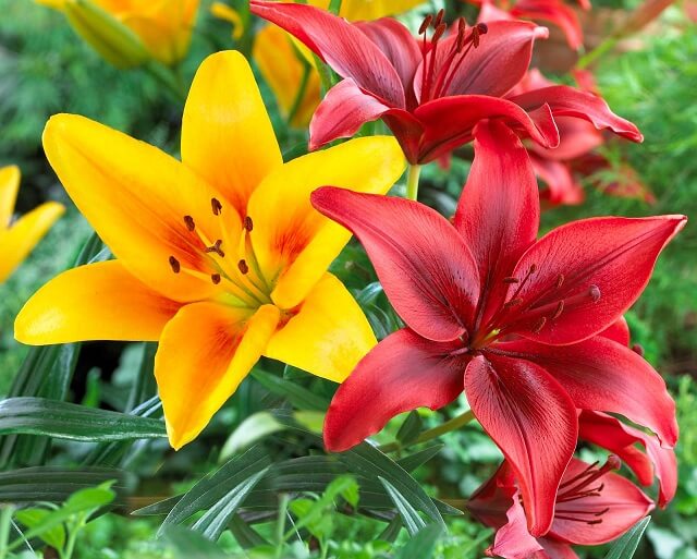 Hoa Ly là một loài hoa đẹp chưng Tết có mùi thơm dễ chịu