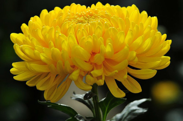 Hoa Cúc là một trong những trong số loại hoa có màu sắc vàng phổ cập nhất hiện tại nay