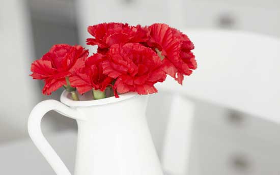 hướng dẫn cắm hoa cẩm chướng đơn giản nhất