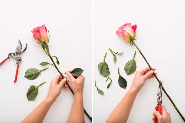 Kỹ thuật cắt cành hoa giúp hoa hồng nhập khẩu hấp thụ nước để được tươi lâu hơn