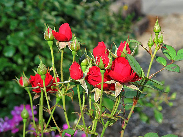 Cách chọn hoa hồng đỏ trồng tại nhà