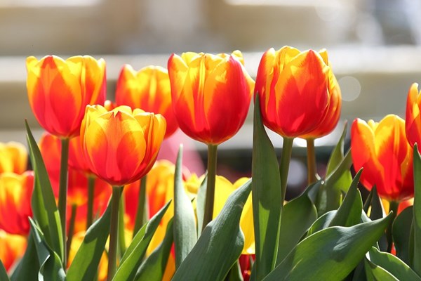 Cách chọn và chăm sóc hoa tulip