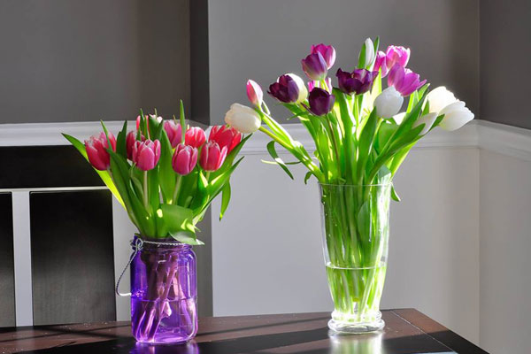Giữ hoa tulip lâu hơn bạn luôn tưới nước ấm hoặc lạnh dựa vào nhiệt độ