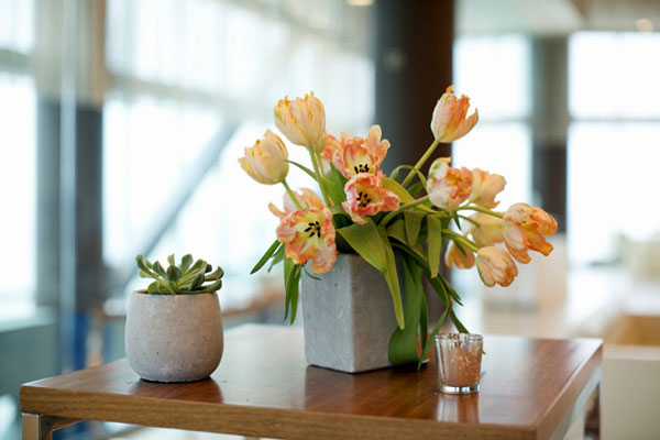Để hoa tulip nở lâu bạn phải chăm sóc thường xuyên