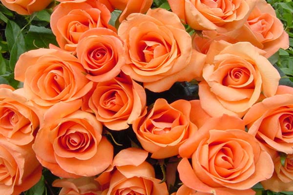 Cách làm hoa cưới cầm tay kết từ hoa hồng đơn giản và đẹp nhất1