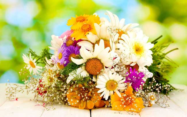 Hoa để bàn lung linh sắc màu Hoa để bàn lung linh sắc màu