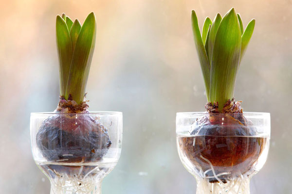 Ngâm củ hoa Tulip trong nước dung dịch từ 10-15 phút