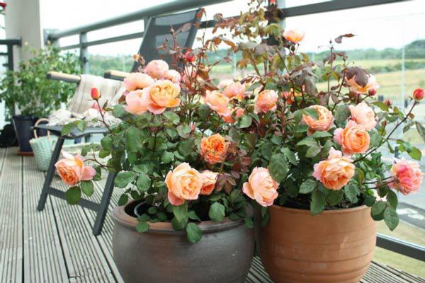 Cách trồng hoa hồng đơn giản tại nhà