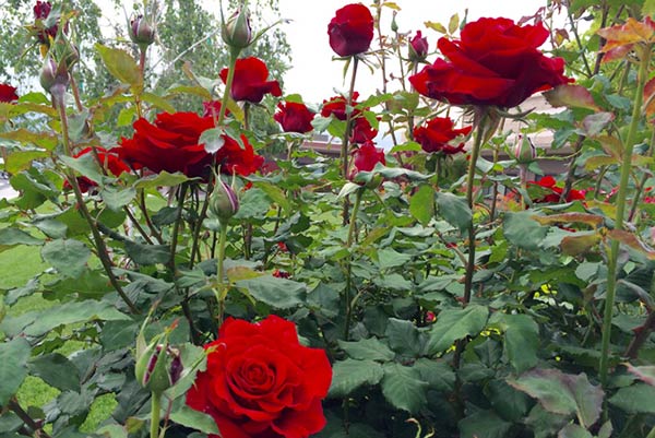 Cách trồng hoa hồng nhung cho hoa nhiều và hoa có màu sắc đậm