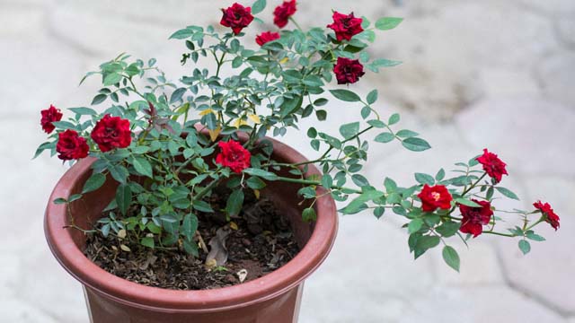 Cách trồng hoa hồng nhung trong chậu đúng kĩ thuật