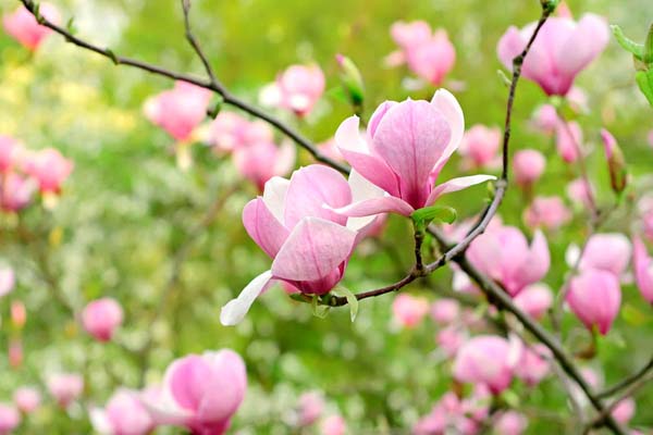 Cách trồng và chăm sóc hoa mộc lan cho hoa rực rỡ, thơm quyến rũ 8