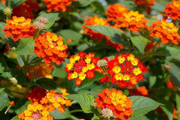 Cách trồng và chăm sóc hoa ngũ sắc đẹp, cho vườn nhà thêm xinh