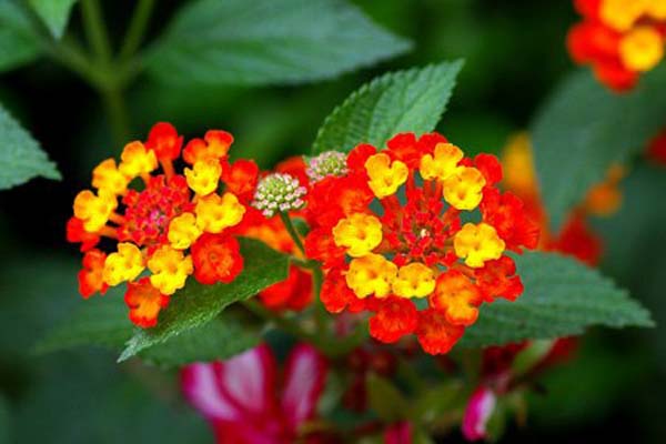Cách trồng và chăm sóc hoa ngũ sắc đẹp, cho vườn nhà thêm xinh1