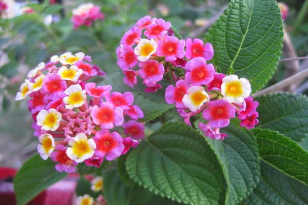 Cách trồng và chăm sóc hoa ngũ sắc đẹp, cho vườn nhà thêm xinh2