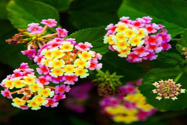 Cách trồng và chăm sóc hoa ngũ sắc đẹp, cho vườn nhà thêm xinh3