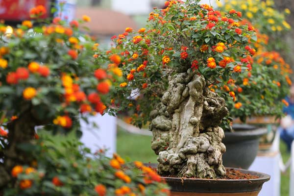 Cách trồng và chăm sóc hoa ngũ sắc đẹp, cho vườn nhà thêm xinh6