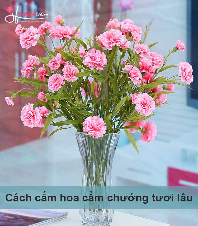 Hướng dẫn ghép hoa cẩm chướng với chậu hoa để bàn