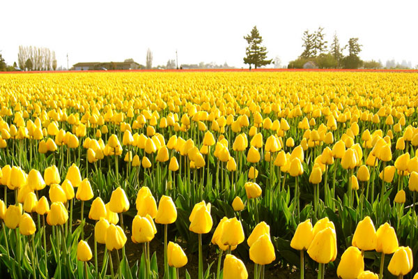 Cánh đồng hoa tulip vàng đẹp nhất